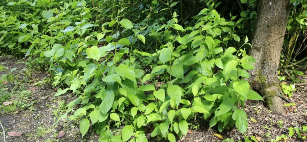 Homeowner awarded £50,000 after survey missed Japanese knotweed