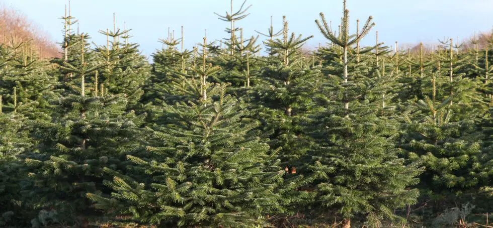 real or fake christmas tree