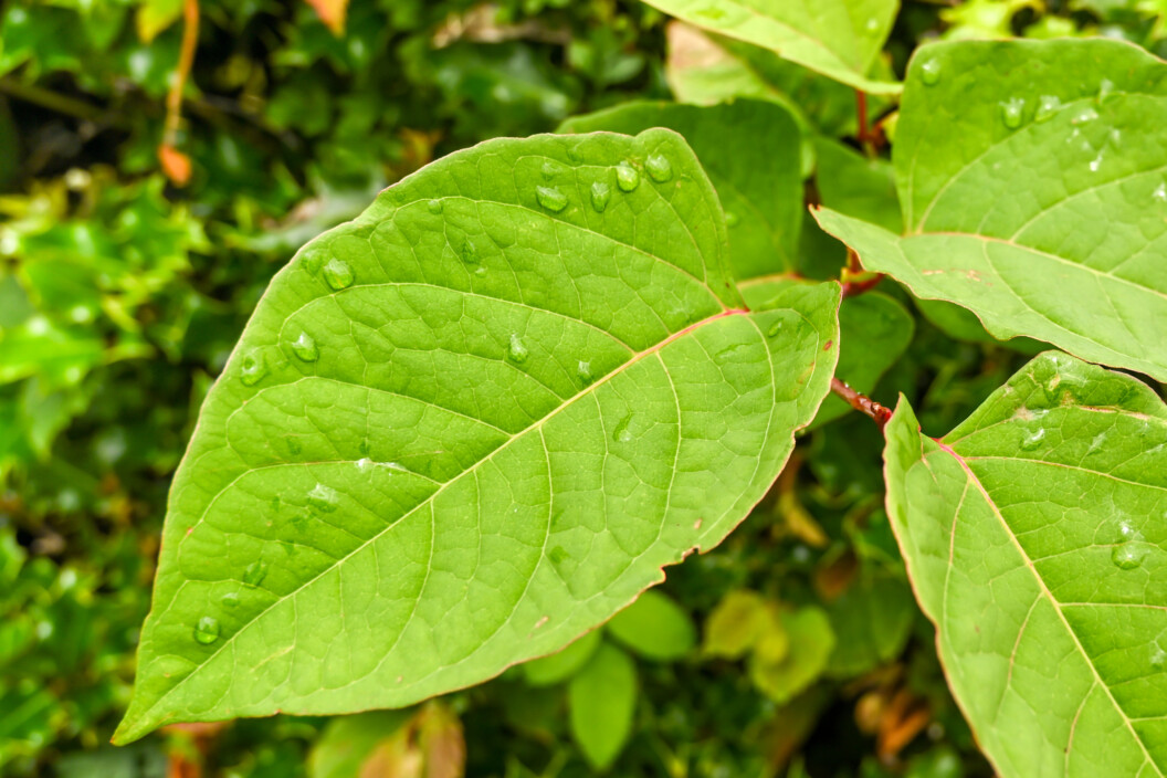 buying a house with japanese knotweed